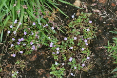 Lindernia ciliata